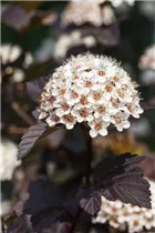 Physocarpus opulifolius 'Summer Wine'® - Fasanenspiere 'Summer Wine'®