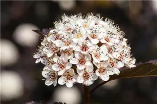 Physocarpus opulifolius 'Summer Wine'® - Fasanenspiere 'Summer Wine'®