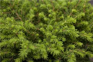 Picea abies - Rotfichte