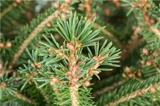 Picea abies - Rotfichte