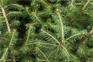 Picea abies - Rotfichte