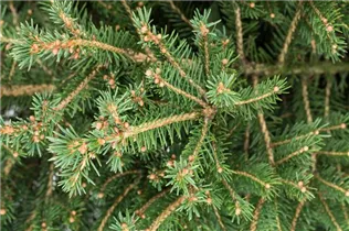 Picea abies - Rotfichte