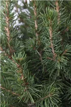 Picea glauca 'Conica' - Zuckerhut-Fichte 'Conica' Picea glauca 'Conica' - Zuckerhut-Fichte 'Conica'
