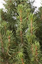 Picea glauca 'Zuckerhut' - Fichte 'Zuckerhut' Picea glauca 'Zuckerhut' - Fichte 'Zuckerhut'
