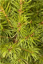 Picea glauca - Weiß-Fichte Picea glauca - Weiß-Fichte