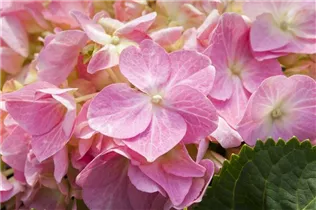 Hydrangea macrophylla 'Rosita' - Bauernhortensie 'Rosita'