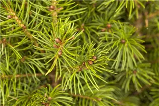 Picea glauca 'Conica' - Zuckerhut-Fichte 'Conica' Picea glauca 'Conica' - Zuckerhut-Fichte 'Conica'