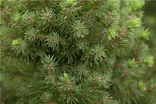 Picea glauca 'Conica' - Zuckerhut-Fichte 'Conica' Picea glauca 'Conica' - Zuckerhut-Fichte 'Conica'