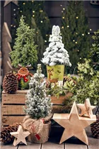 Picea glauca 'Conica' - Zuckerhut-Fichte 'Conica' Picea glauca 'Conica' - Zuckerhut-Fichte 'Conica'