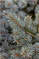 Picea pungens - Stechfichte