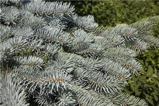 Picea pungens 'Glauca Pendula' - Blaue Hängefichte 'Glauca Pendula'