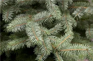 Picea pungens - Stechfichte