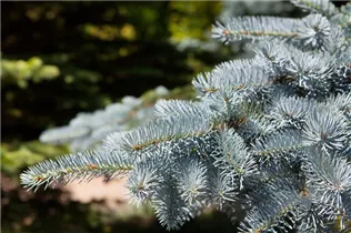 Picea pungens - Stechfichte