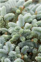 Picea pungens 'Glauca' - Blaue Stechfichte 'Glauca' Picea pungens 'Glauca' - Blaue Stechfichte 'Glauca'
