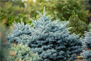 Picea pungens 'Glauca' - Blaue Stechfichte 'Glauca' Picea pungens 'Glauca' - Blaue Stechfichte 'Glauca'