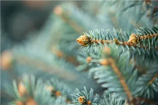Picea pungens 'Glauca' - Blaue Stechfichte 'Glauca' Picea pungens 'Glauca' - Blaue Stechfichte 'Glauca'