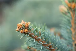 Picea pungens 'Glauca' - Blaue Stechfichte 'Glauca' Picea pungens 'Glauca' - Blaue Stechfichte 'Glauca'