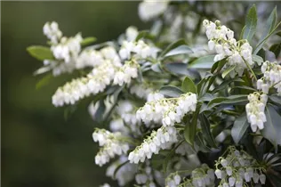 Pieris japonica 'Sinfonia' - Schattenglöckchen 'Sinfonia'