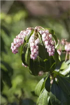 Pieris japonica 'Sinfonia' - Schattenglöckchen 'Sinfonia'