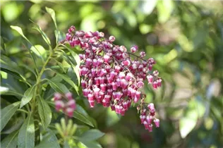 Pieris japonica 'Passion'® - Schattenglöckchen 'Passion'®