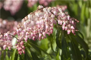 Pieris japonica 'Sinfonia' - Schattenglöckchen 'Sinfonia'