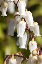 Pieris japonica 'Sinfonia' - Schattenglöckchen 'Sinfonia'