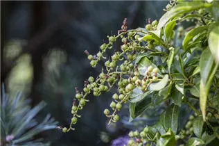 Pieris japonica 'Sinfonia' - Schattenglöckchen 'Sinfonia'