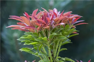 Pieris japonica - Japanisches Schattenglöckchen