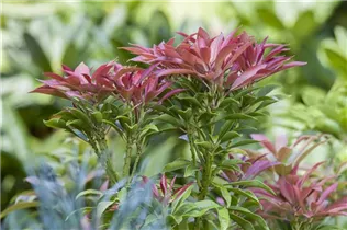 Pieris japonica - Japanisches Schattenglöckchen