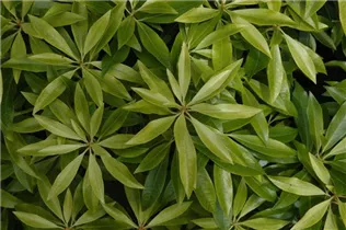 Pieris japonica - Japanisches Schattenglöckchen