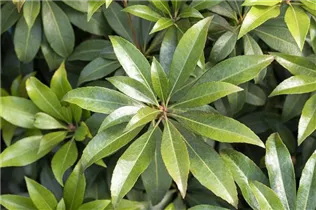 Pieris japonica 'Cupido' - Schattenglöckchen 'Cupido'