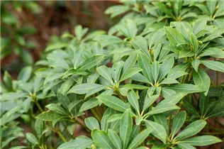 Pieris japonica 'Cupido' - Schattenglöckchen 'Cupido'