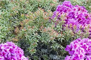 Pieris japonica 'Little Heath' - Schattenglöckchen 'Little Heath'