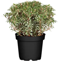 Pieris japonica 'Little Heath' - Schattenglöckchen 'Little Heath'