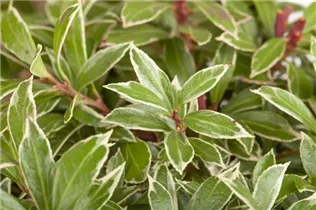 Pieris japonica 'Little Heath' - Schattenglöckchen 'Little Heath'