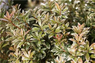 Pieris japonica 'Little Heath' - Schattenglöckchen 'Little Heath'