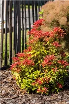 Pieris japonica 'Mountain Fire' - Schattenglöckchen 'Mountain Fire' Pieris japonica 'Mountain Fire' - Schattenglöckchen 'Mountain Fire'