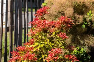 Pieris japonica 'Mountain Fire' - Schattenglöckchen 'Mountain Fire' Pieris japonica 'Mountain Fire' - Schattenglöckchen 'Mountain Fire'