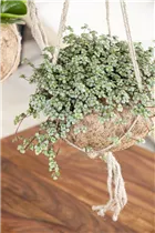 Pilea glauca - Kanonierblume Pilea glauca - Kanonierblume