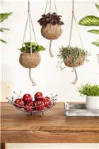 Pilea glauca - Kanonierblume Pilea glauca - Kanonierblume