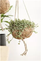 Pilea glauca - Kanonierblume Pilea glauca - Kanonierblume