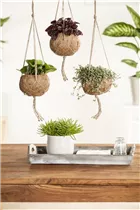 Pilea glauca - Kanonierblume Pilea glauca - Kanonierblume