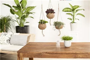 Pilea glauca - Kanonierblume Pilea glauca - Kanonierblume