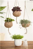 Pilea glauca - Kanonierblume Pilea glauca - Kanonierblume