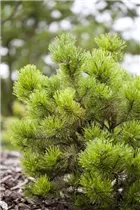 Pinus mugo - Berg-Kiefer Pinus mugo - Berg-Kiefer