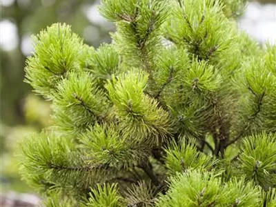 Pinus mugo - Berg-Kiefer Pinus mugo - Berg-Kiefer