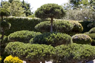 Pinus mugo - Berg-Kiefer Pinus mugo - Berg-Kiefer