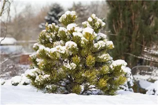 Pinus mugo - Berg-Kiefer Pinus mugo - Berg-Kiefer