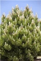 Pinus mugo - Berg-Kiefer Pinus mugo - Berg-Kiefer