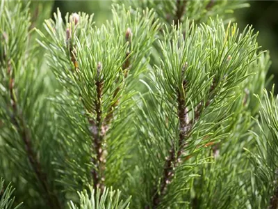 Pinus mugo 'Carsten´s Wintergold' - Berg-Kiefer 'Carsten's Wintergold' Pinus mugo 'Carsten´s Wintergold' - Berg-Kiefer 'Carsten's Wintergold'
